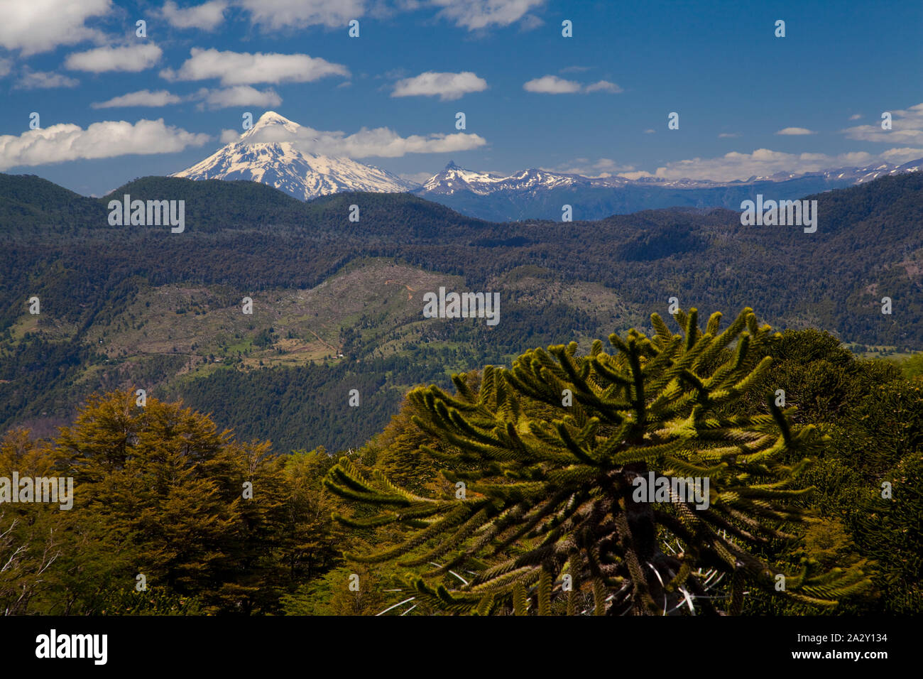 Monkey Puzzle trees, Araucaria araucana, seen from the viewpoint in El Cani Sanctuary, near Pucon. Stock Photo