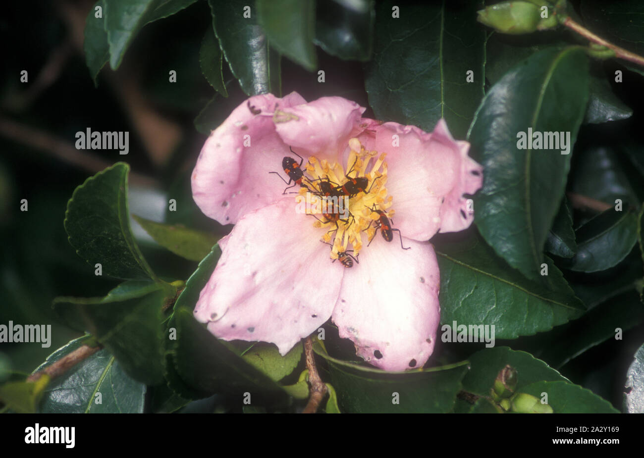 Camellia Camellia Sp Stock Photos Camellia Camellia Sp Stock