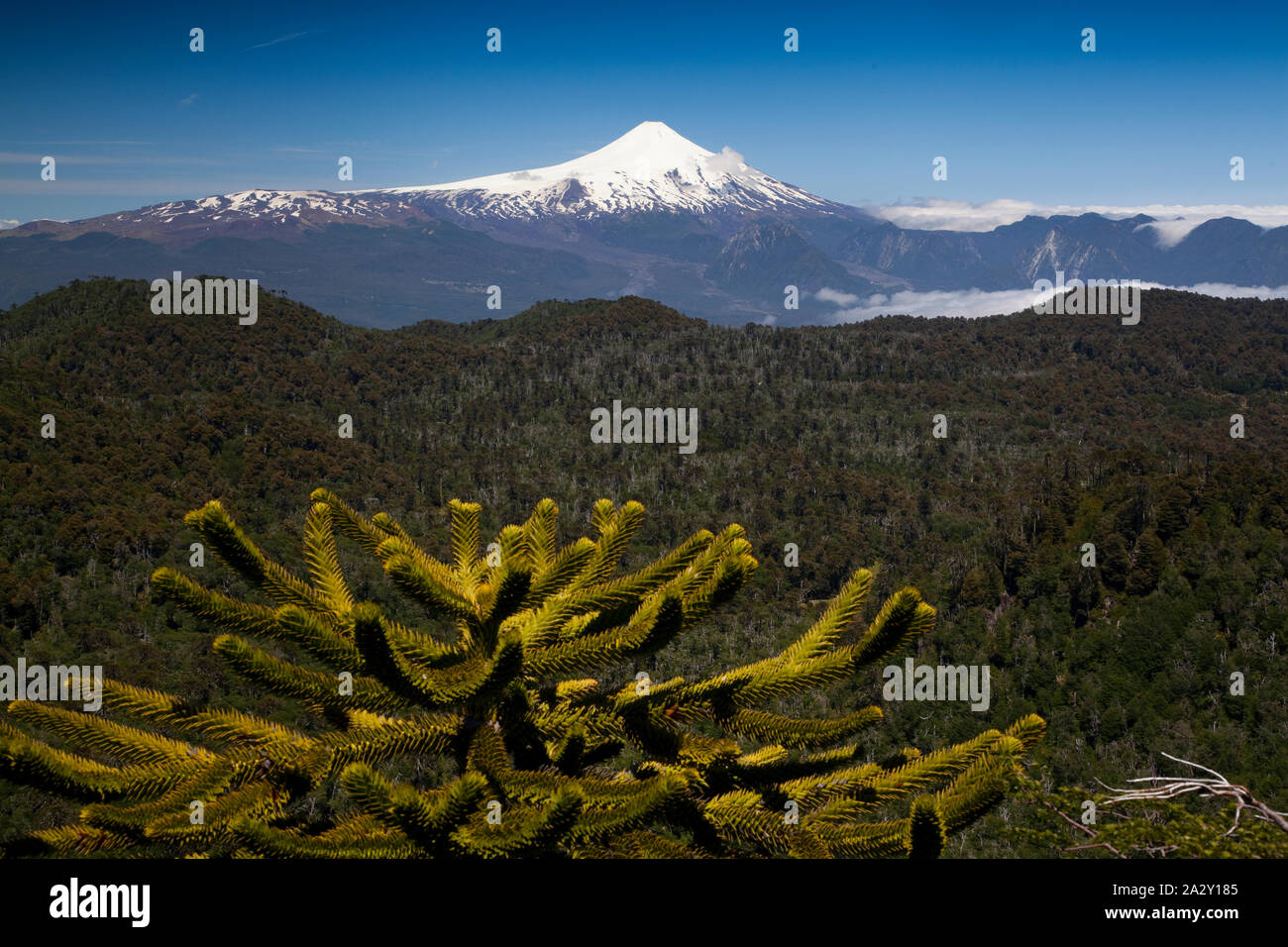 Villarica volcano and a monkey puzzle tree, Araucaria araucana, seen from the viewpoint in El Cani Sanctuary, near Pucon. Stock Photo