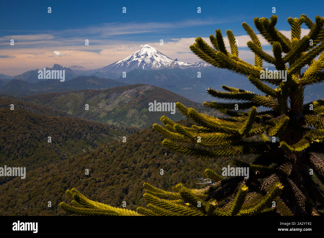 Lanin volcano and a monkey puzzle tree, Araucaria araucana, seen from the viewpoint in El Cani Sanctuary, near Pucon. Stock Photo