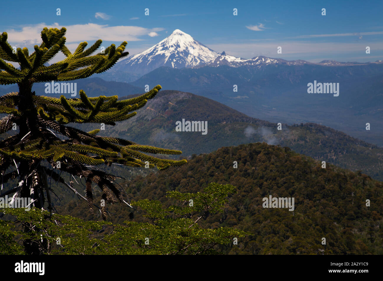 Lanin volcano and a monkey puzzle tree, Araucaria araucana, seen from the viewpoint in El Cani Sanctuary, near Pucon. Stock Photo