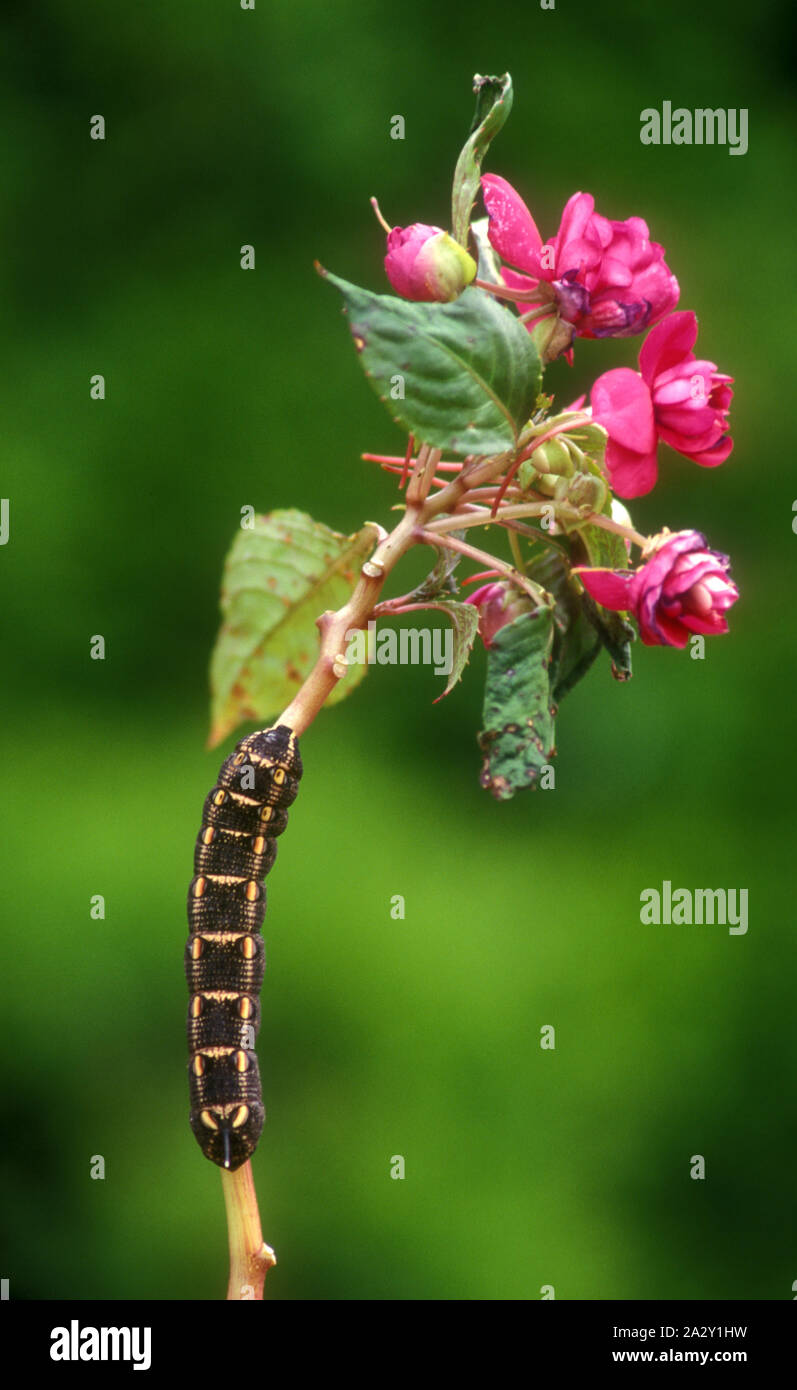 LARGE CATERPILLAR CLIMBING UP THE STEM OF A BUSY LIZZIE (IMPATIEN) PLANT. Stock Photo