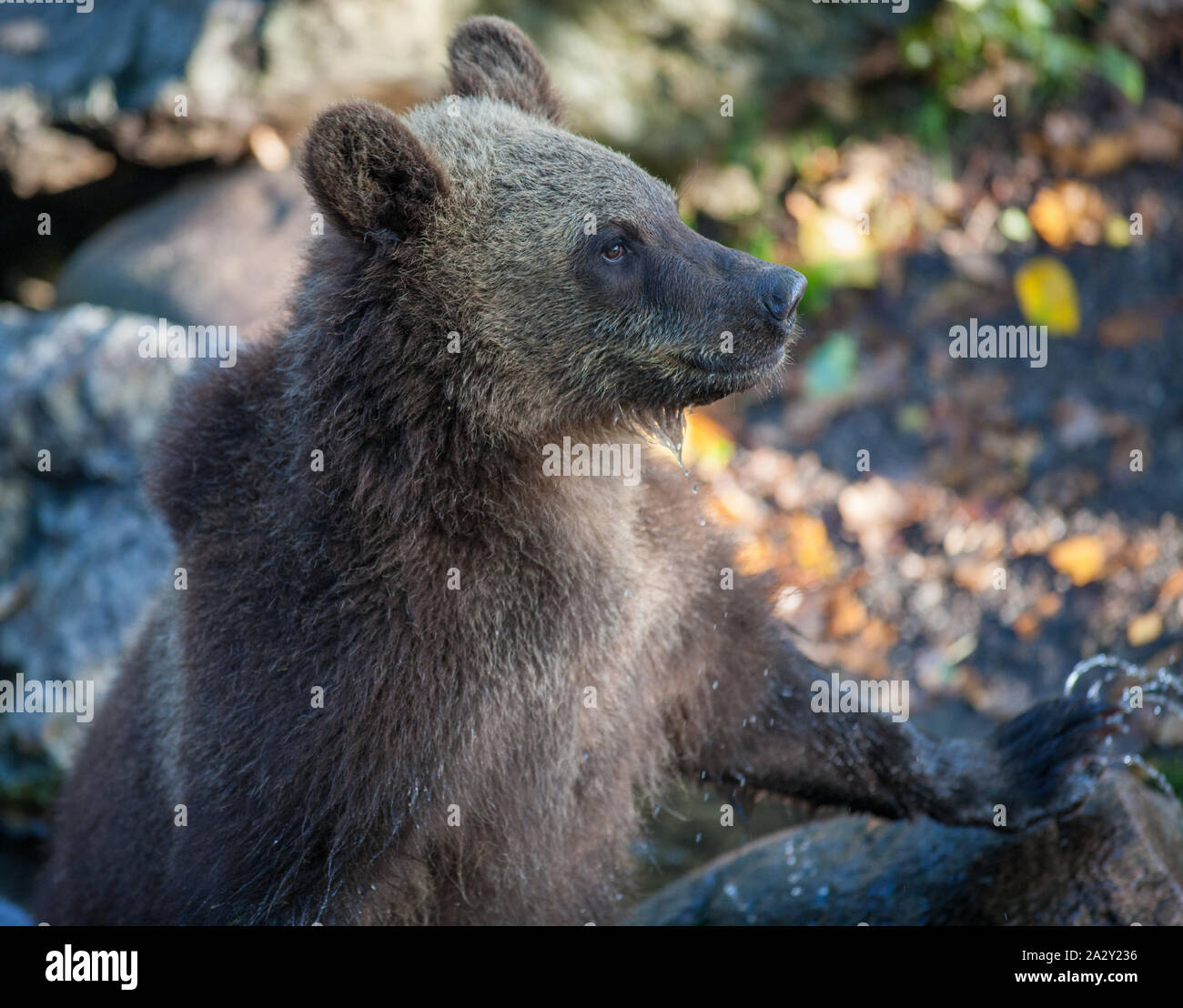 Brown bear, Brunbjörn, (Ursus arctos) Stock Photo