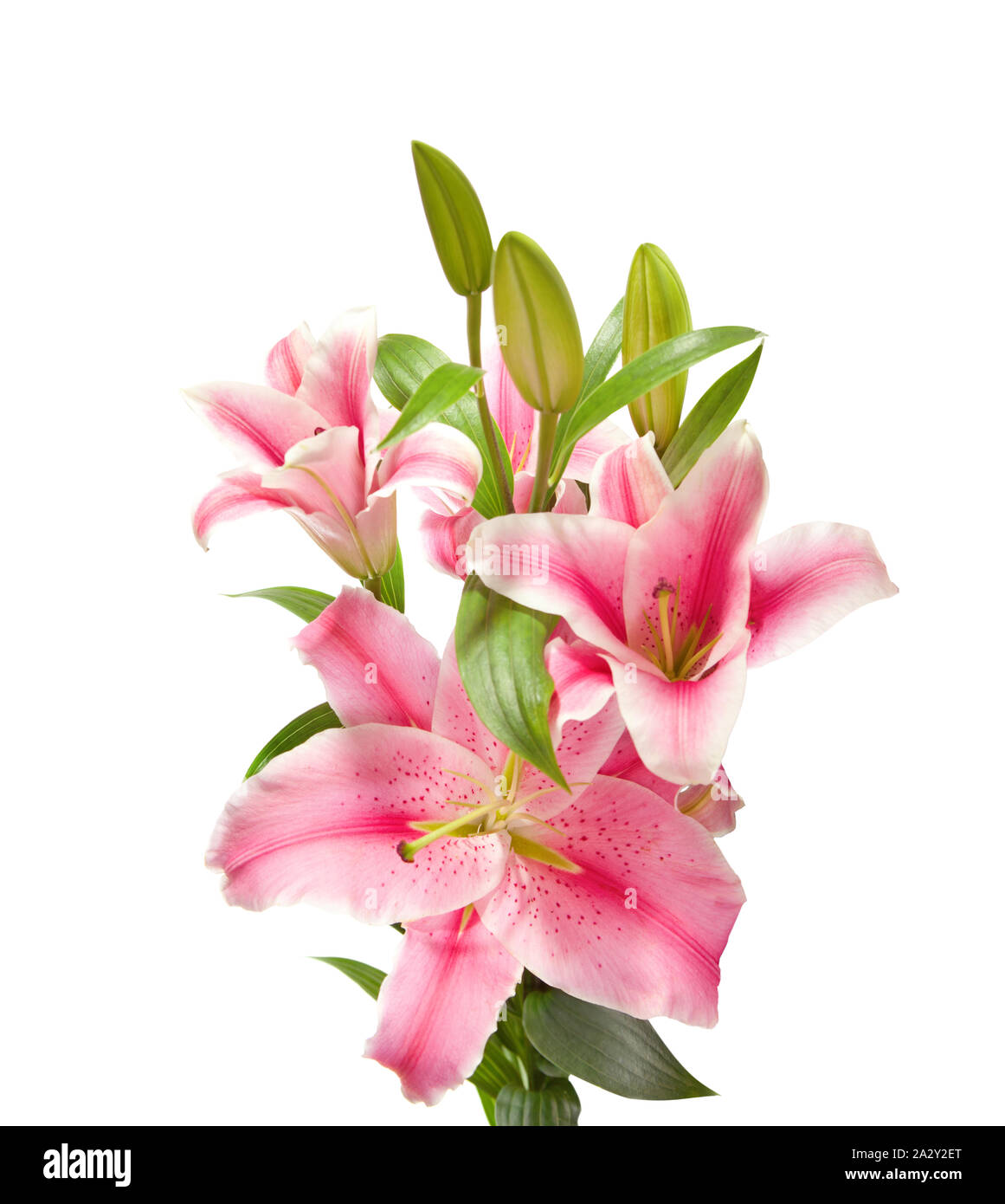 Pink Lilies isolated on a white background Stock Photo - Alamy