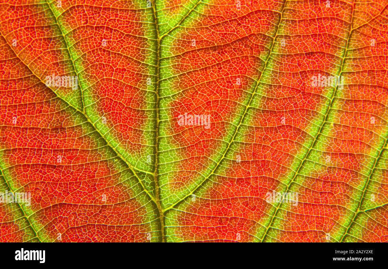 A macro close up of a red and green leaf showing patterns and veins. A complex and beautiful pattern from Mother Nature. Stock Photo