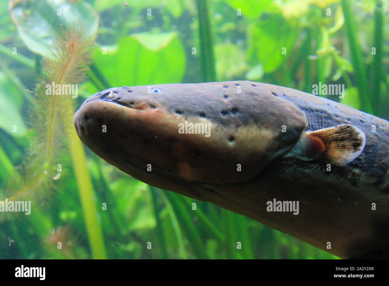 An electric eel in an aquarium with electric transmitters showing. A native of South America it is very dangerous. Stock Photo