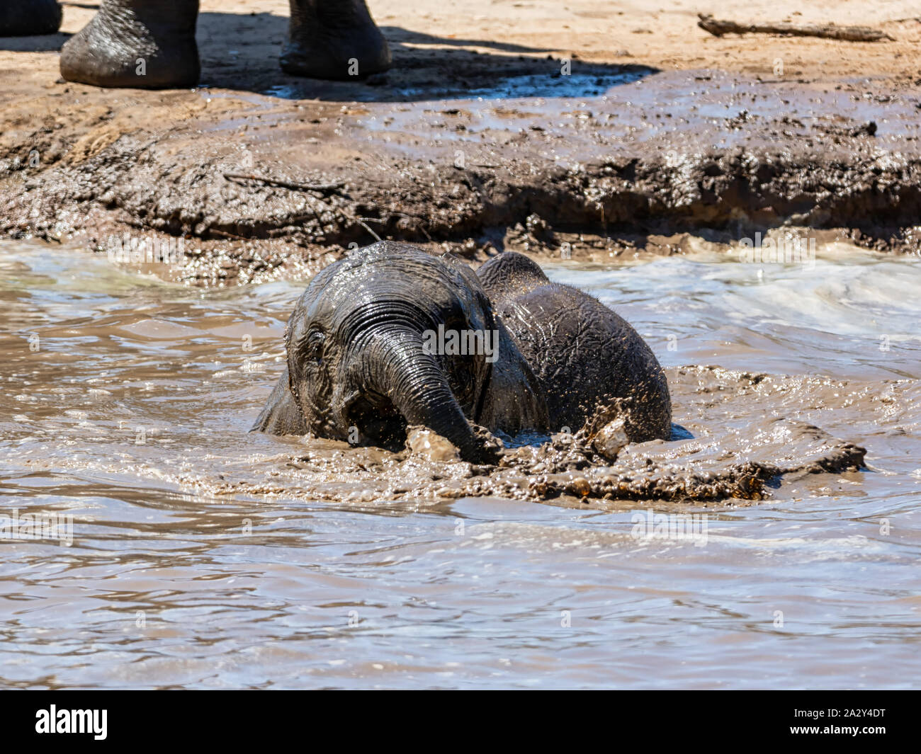 Baby Elephants taking a mud bath in Southern African savannah Stock ...