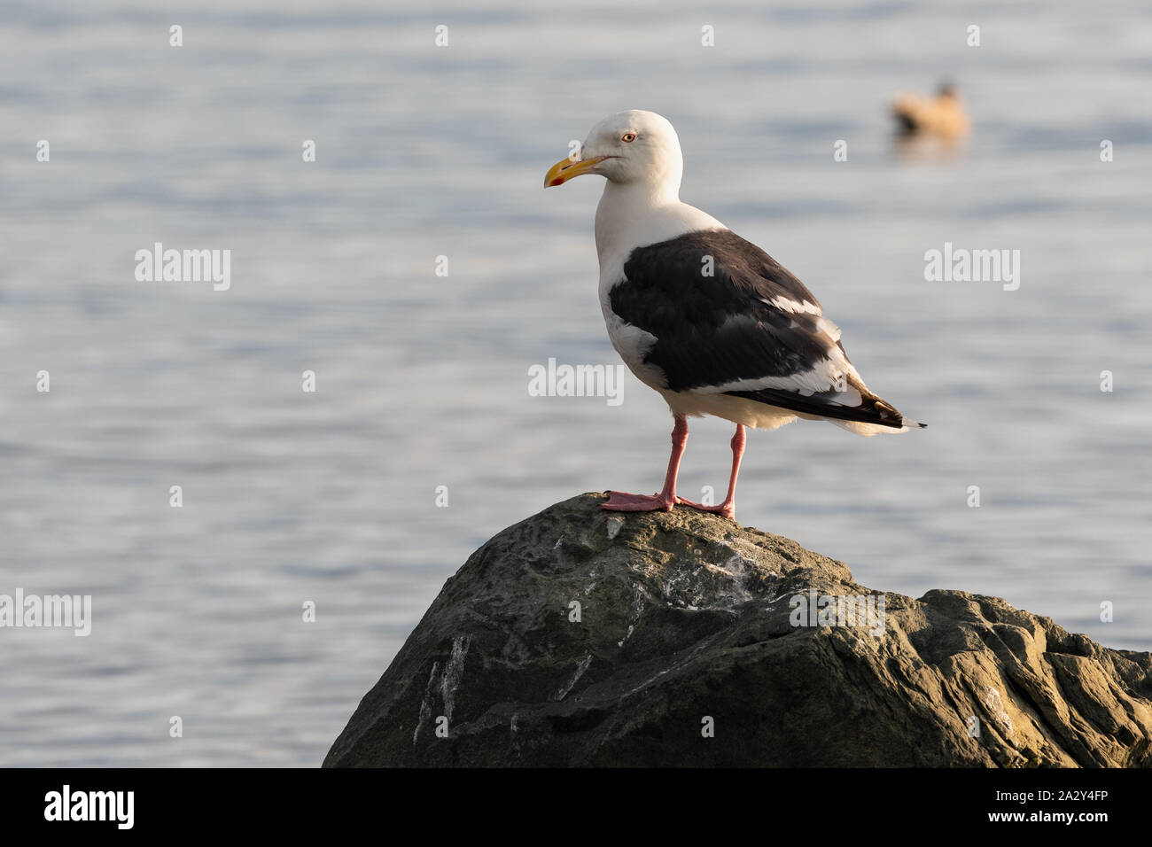 Bird of Pacific gull standing on rocky shore of Pacific Ocean and looks  around. Wildlife, wild animals living on seashore of Pacific Coast of  Russian Stock Photo - Alamy