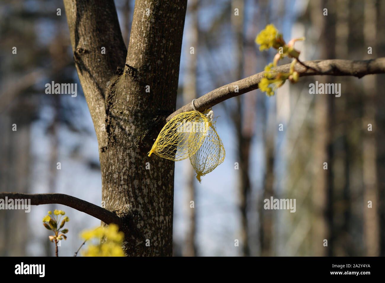 Empty bird feeding balls hanging from a tree branch. No birds or people. Eaten bird food ball covers photographed in a forest located in Finland. Stock Photo