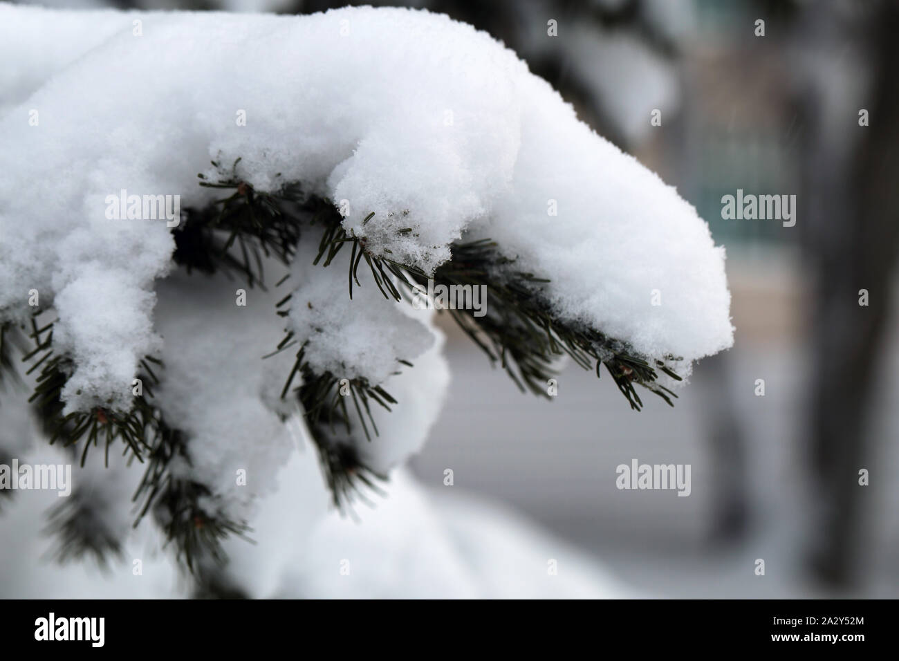 Spruce tree branches with plenty of heave snow on them. Photographed during a winter day in Finland. Lovely Northern nature with fresh and cold air. Stock Photo
