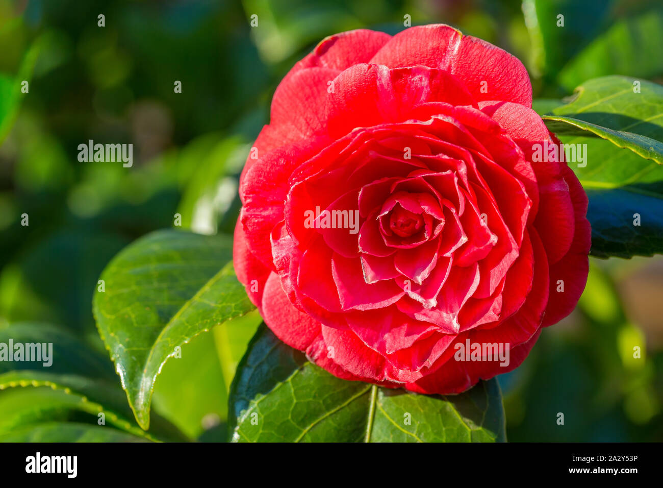 Macro photo of flowering red Camellia japonica flower at plant Stock Photo