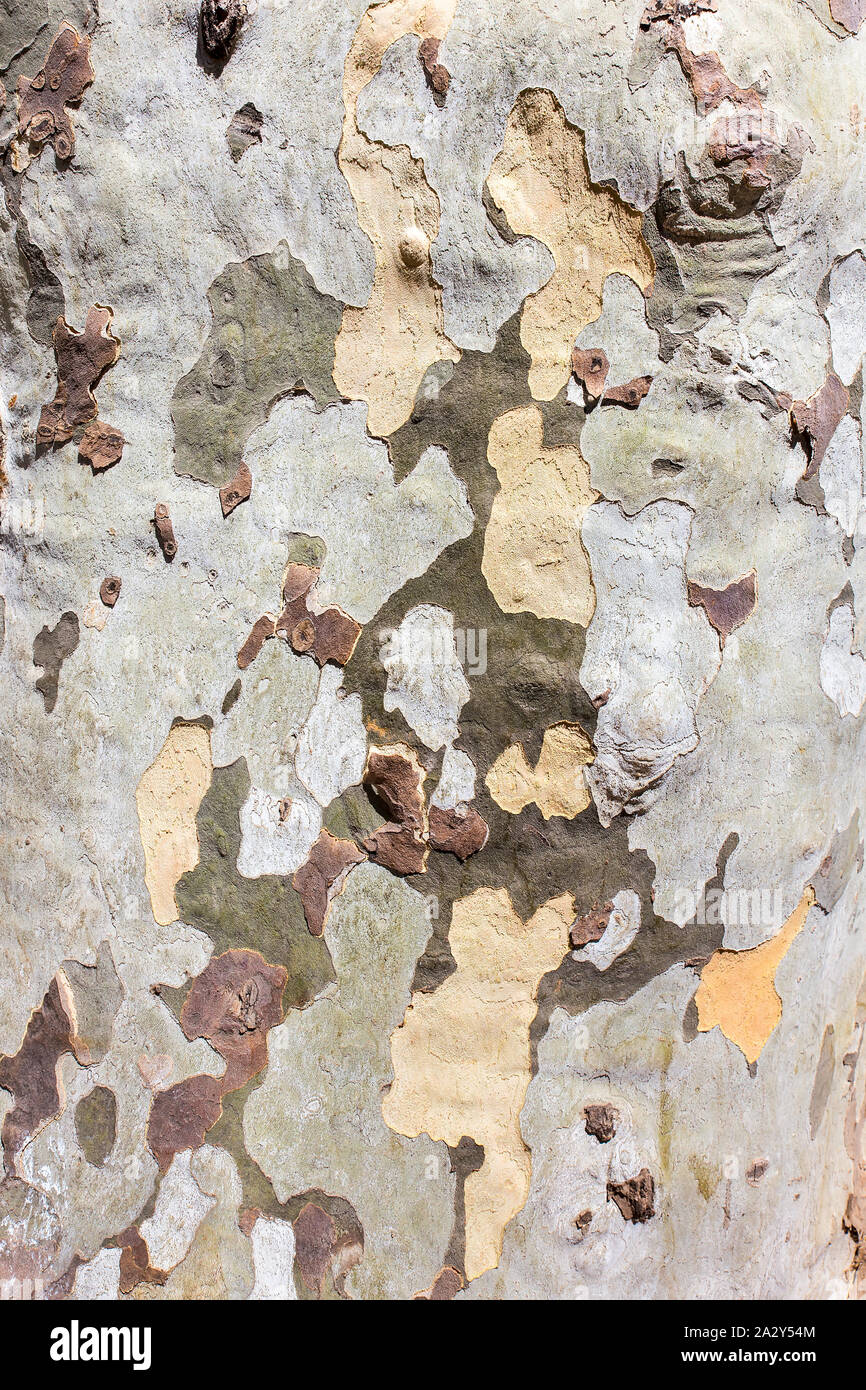 Close up tree trunk bark surface as background Stock Photo