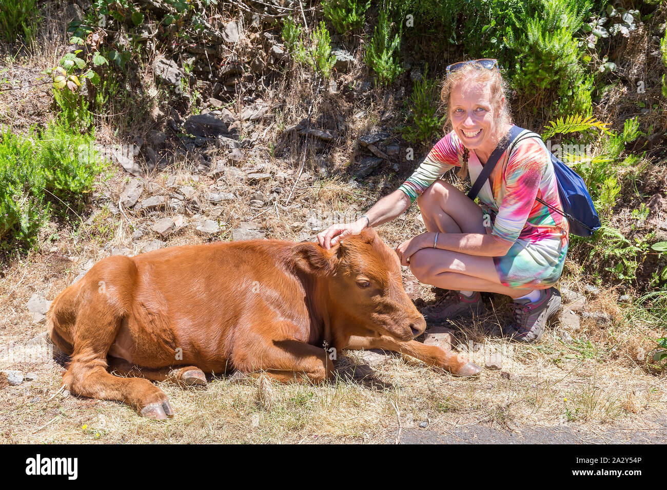 Caucasian woman strokes brown calf in the verge Stock Photo