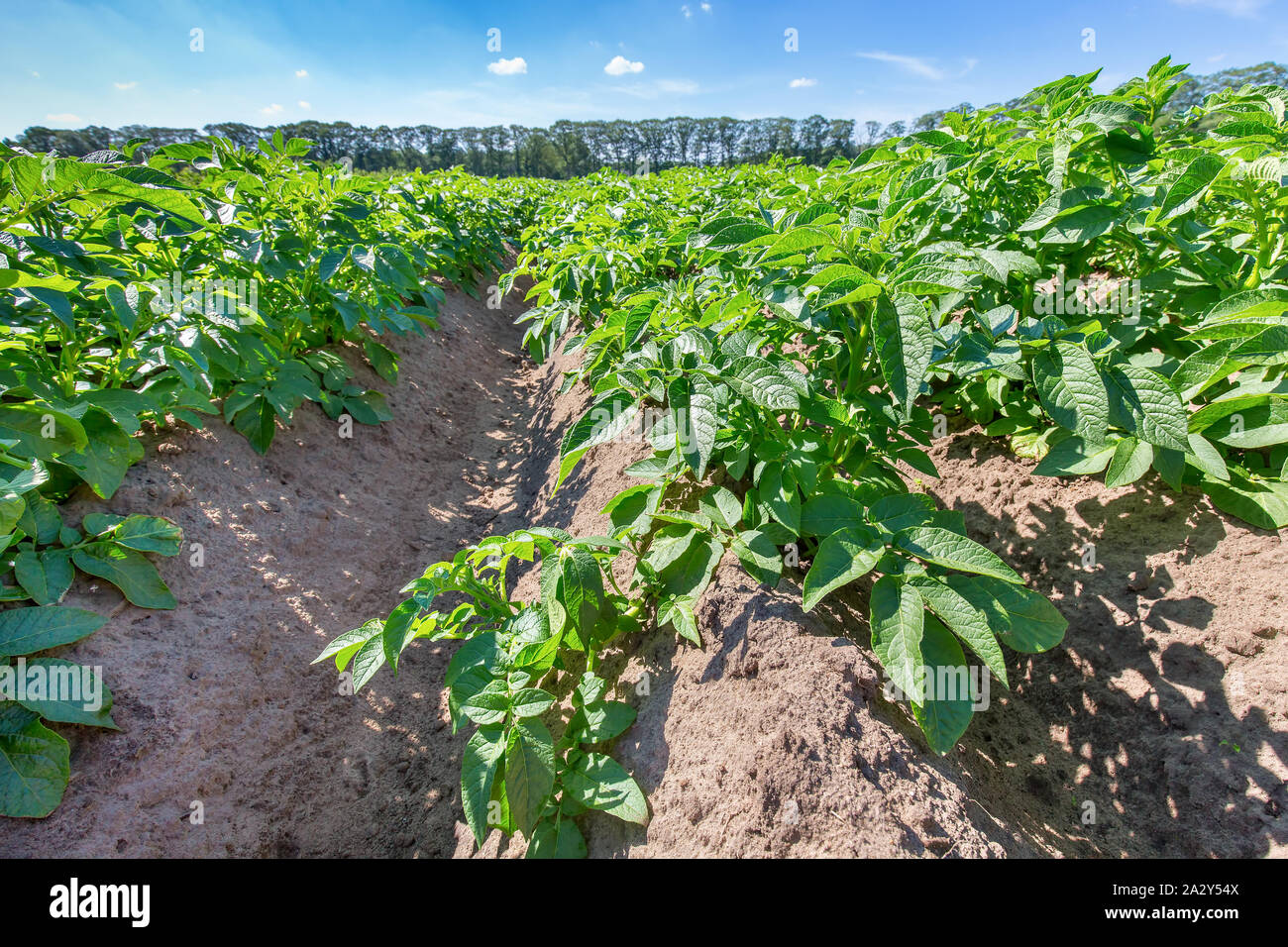 Dutch landscape with straight rows of green potato plants in summer Stock Photo