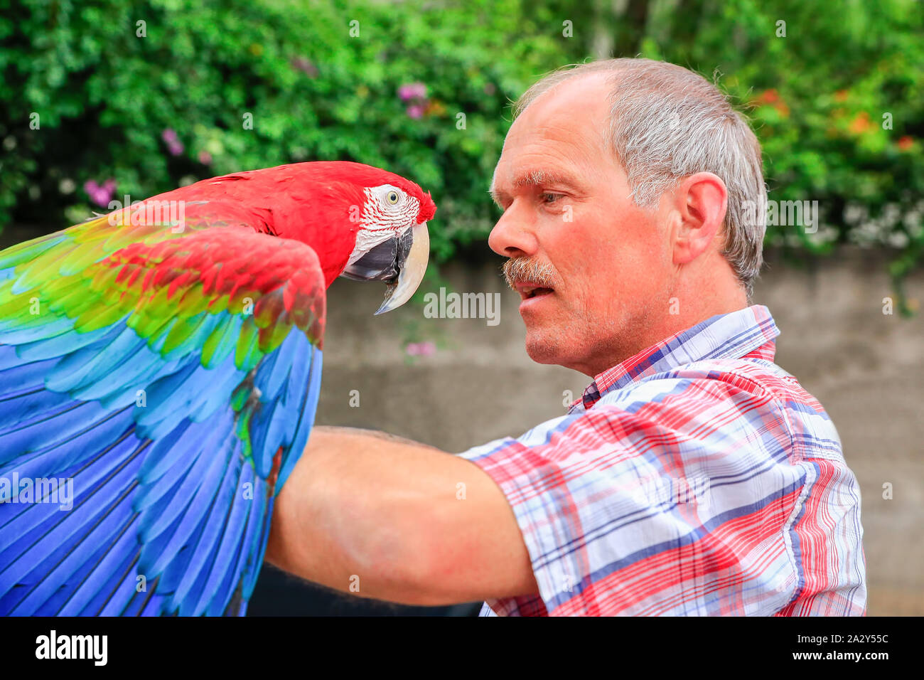 Dutch man holding red macaw on the arm outdoors Stock Photo