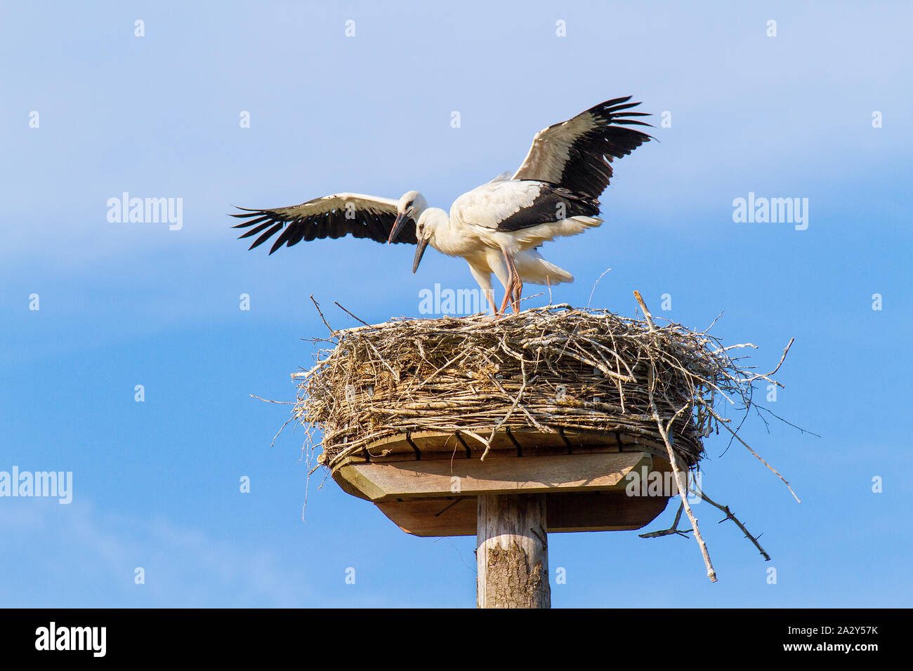 Two juvenile storks standing on nest Stock Photo