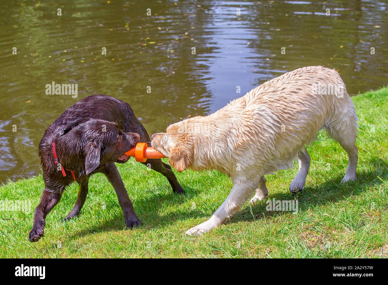 Two labrador dogs play together with  orange rubber toy in nature Stock Photo