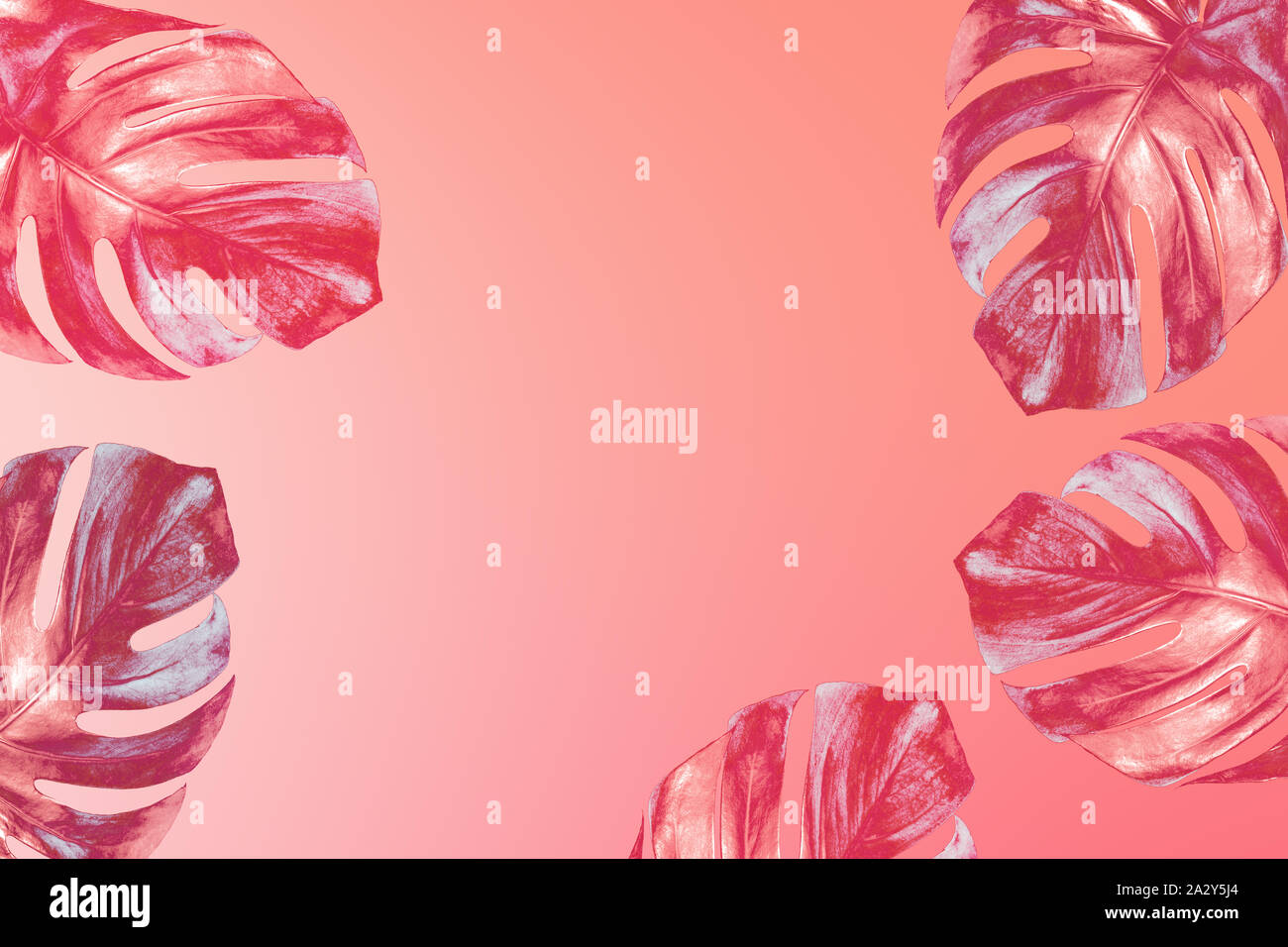 Trendy Colored Exotic Tropical Leaves Of Palm Monstera On Fashionable In Peach Pink Gradient Background Design Template With Copy Space Top Vie Stock Photo Alamy Trendy Colored Exotic Tropical Leaves Of Palm Monstera On Fashionable In Peach Pink Gradient Background Design Template With Copy Space Top Vie Stock Photo Alamy