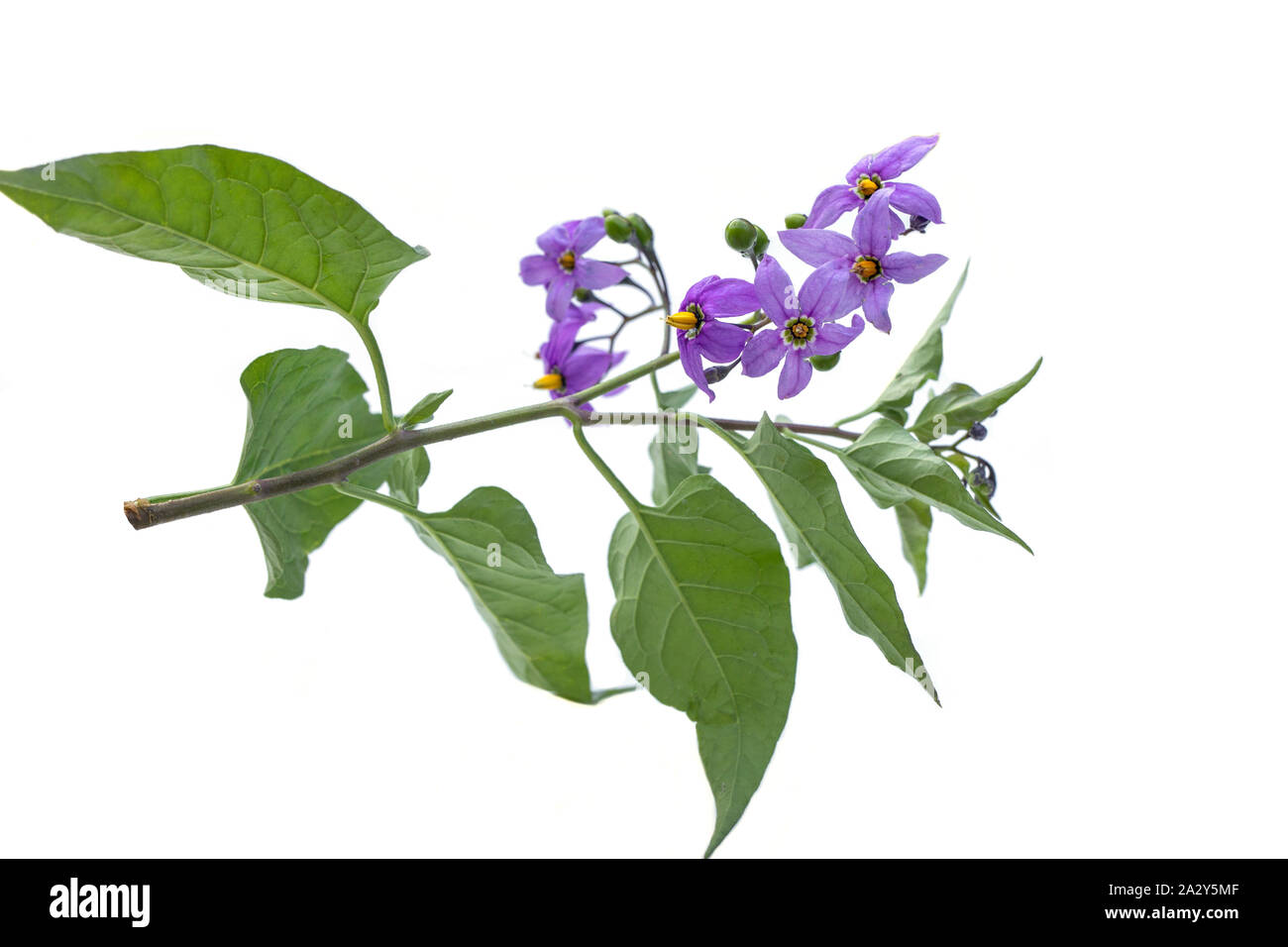 Deadly nightshade isolated on white background. Violet flower solanum dulcamara on stem with green leaves. berries are poisonous and are used for trea Stock Photo