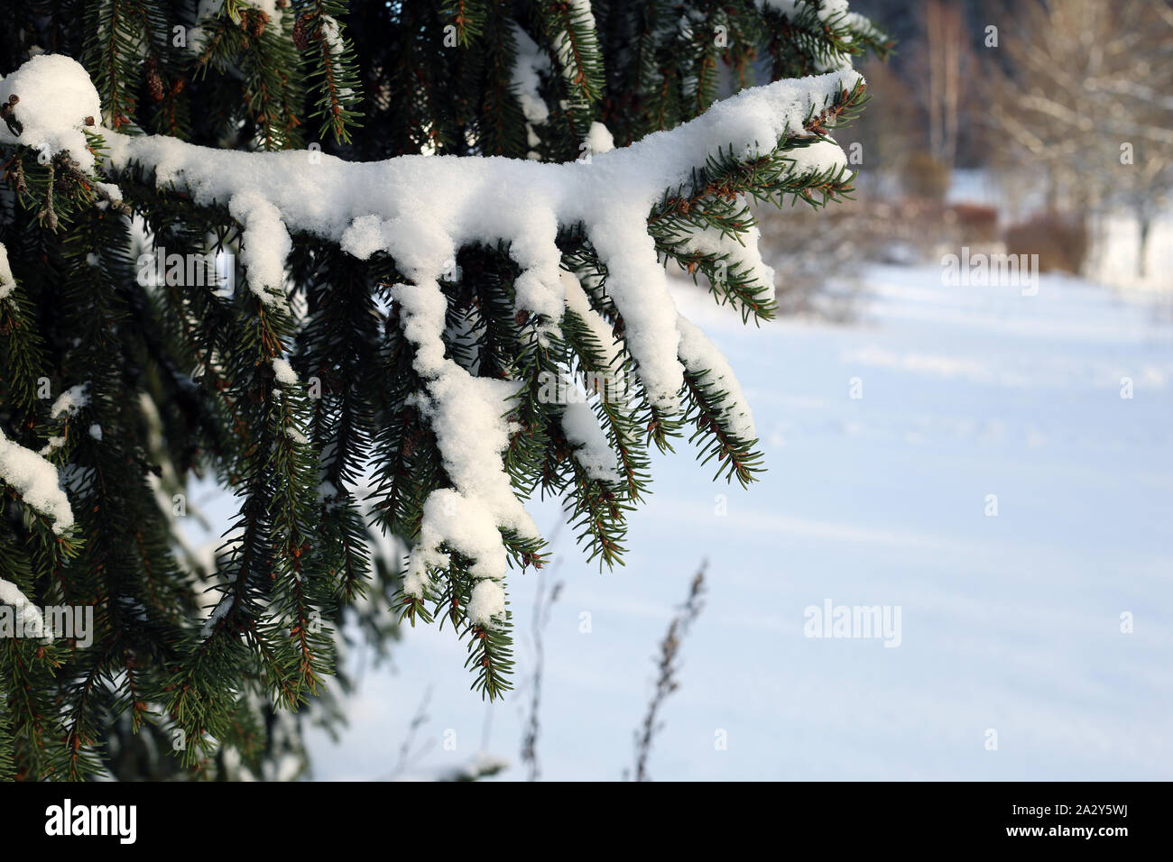 Spruce tree branches with plenty of heave snow on them. Photographed ...
