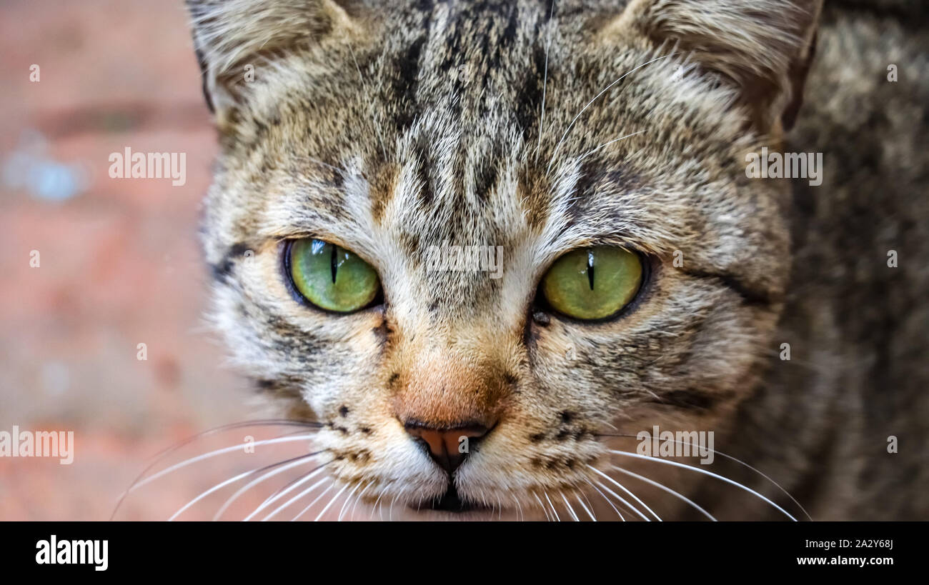 Close up shot of a cat's eye Stock Photo