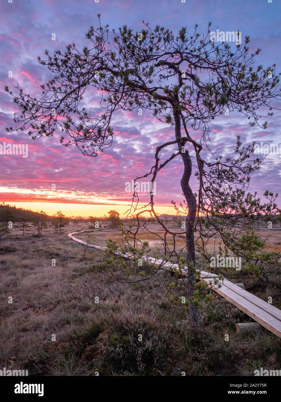 Scenic view from swamp with wooden path and beuatiful sunrise at autumn morning in Finland Stock Photo