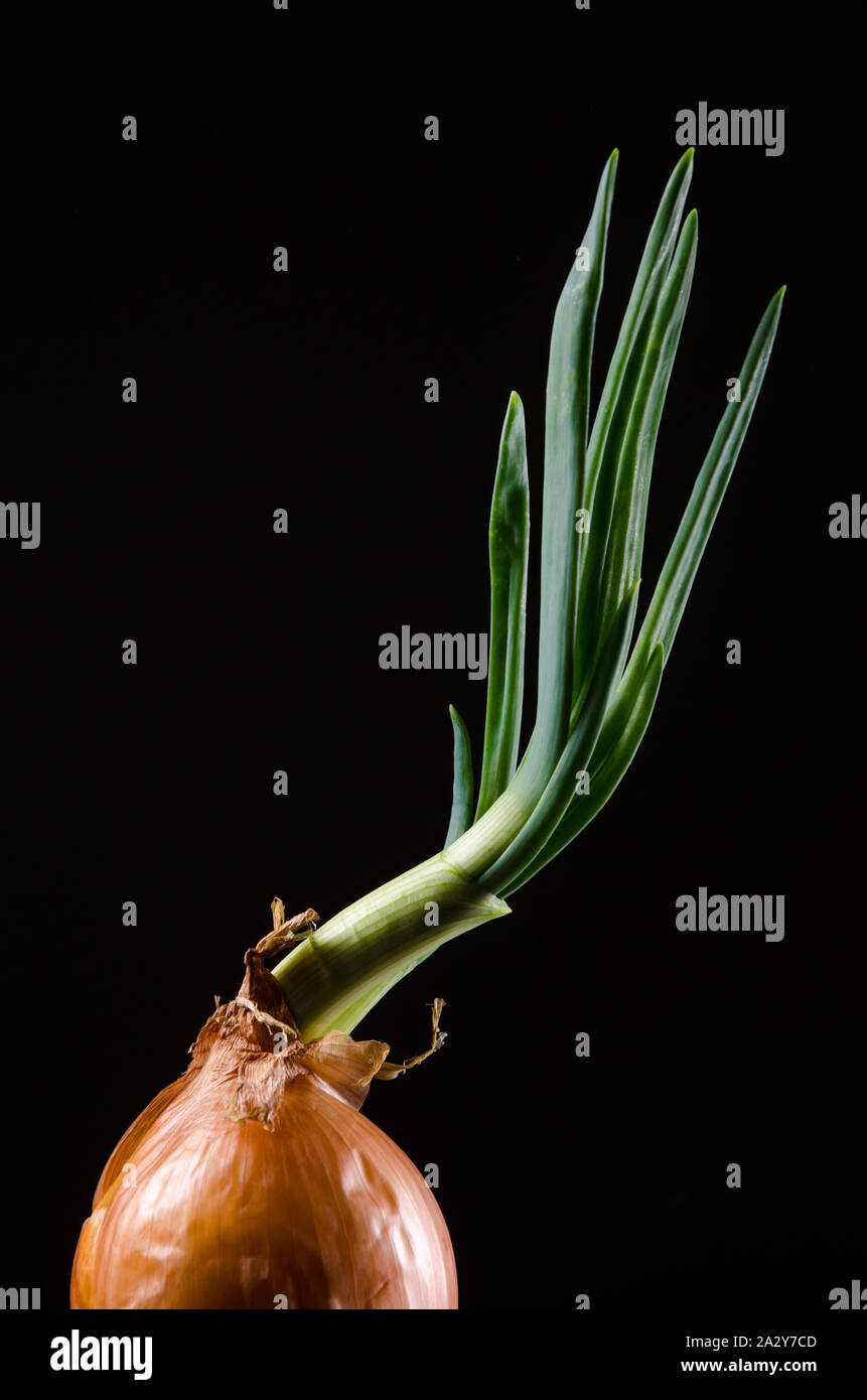 Onion sprouting hi-res stock photography and images - Alamy