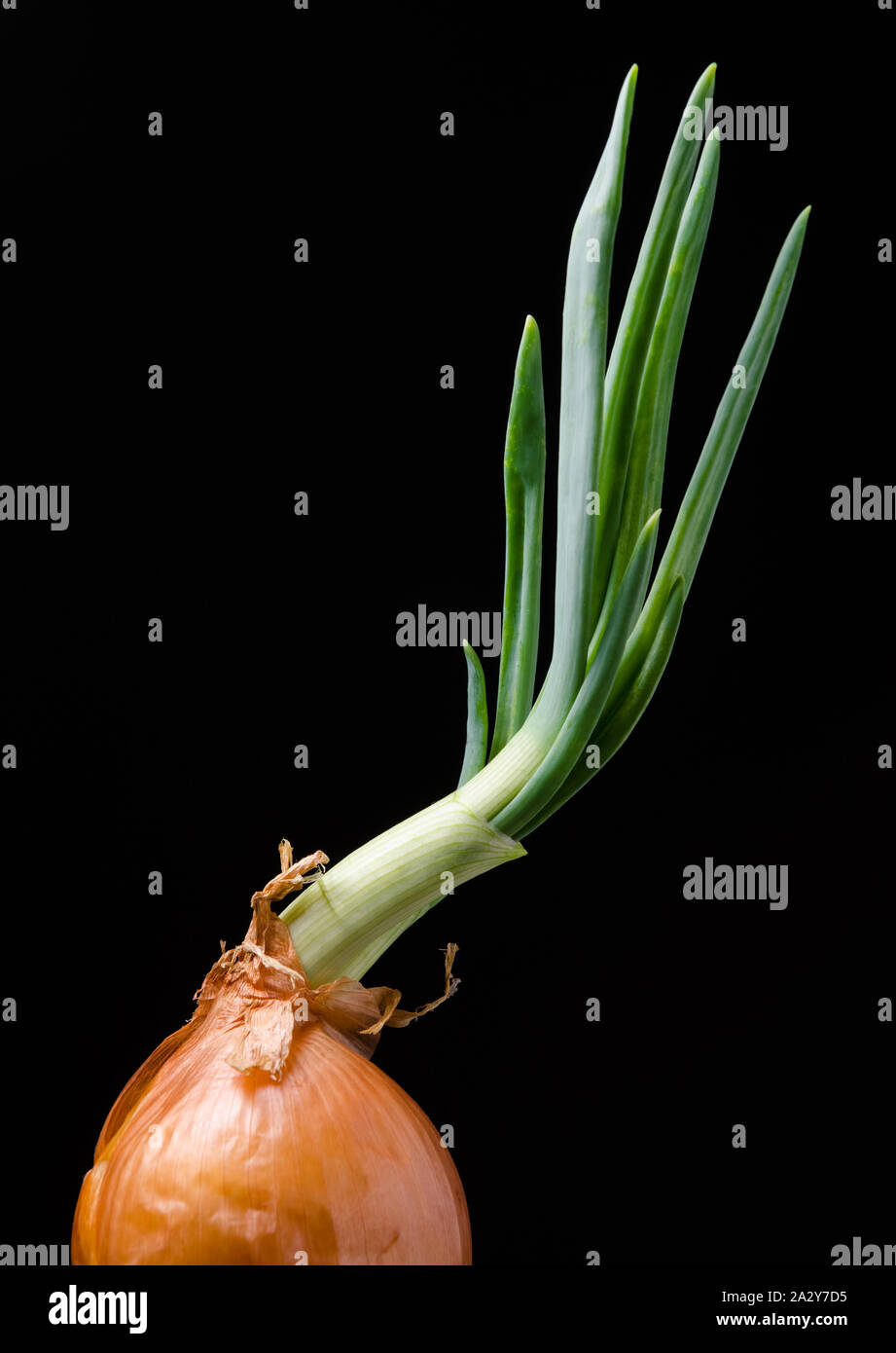Sprouting onion hi-res stock photography and images - Alamy