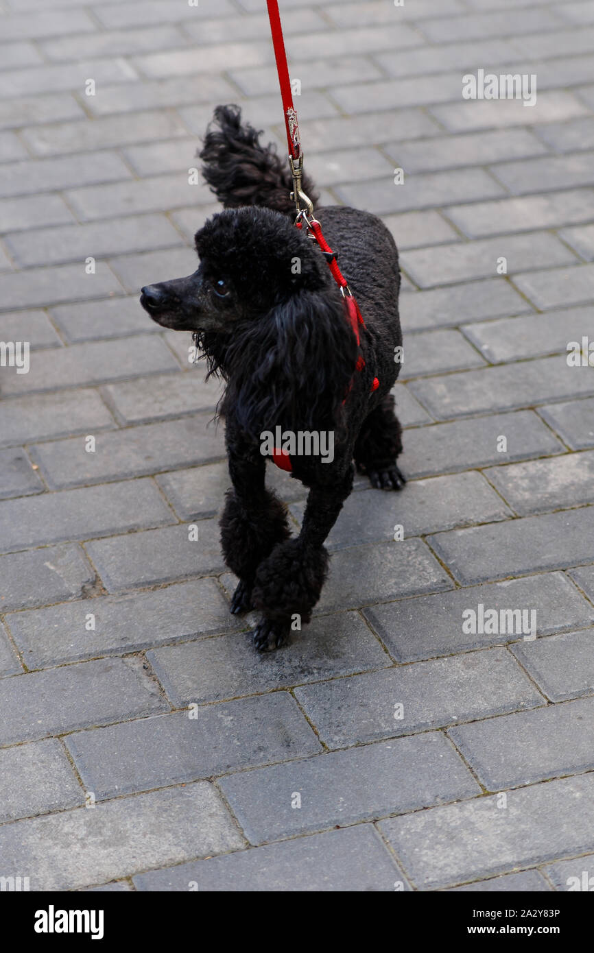 Poodle Haircut Stock Photos Poodle Haircut Stock Images Alamy