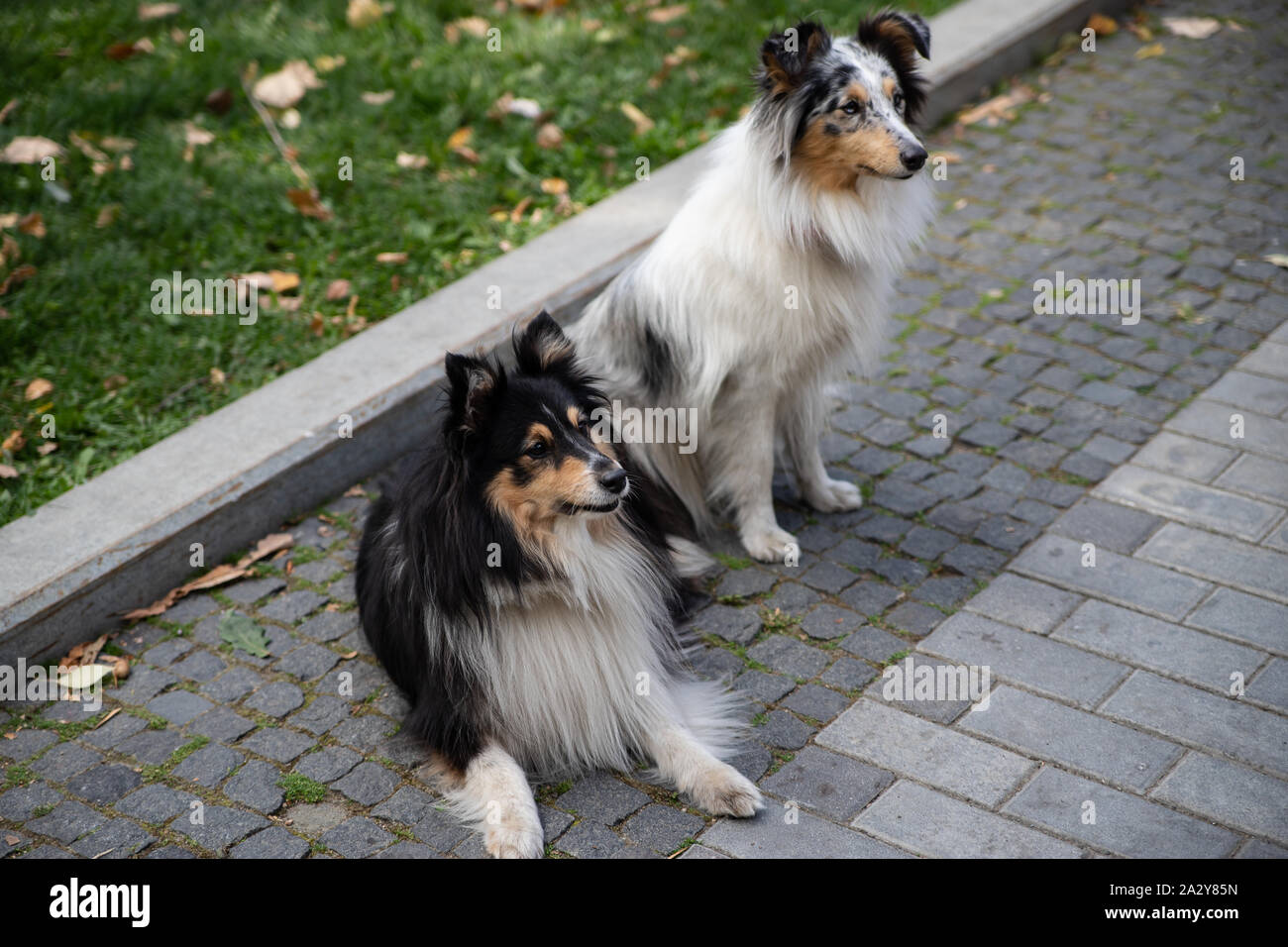 Sheltie or Shetland Sheepdog has traditionally been used as a shepherd dog. This adorable dog with a furry collar is often mistaken for a mini version Stock Photo