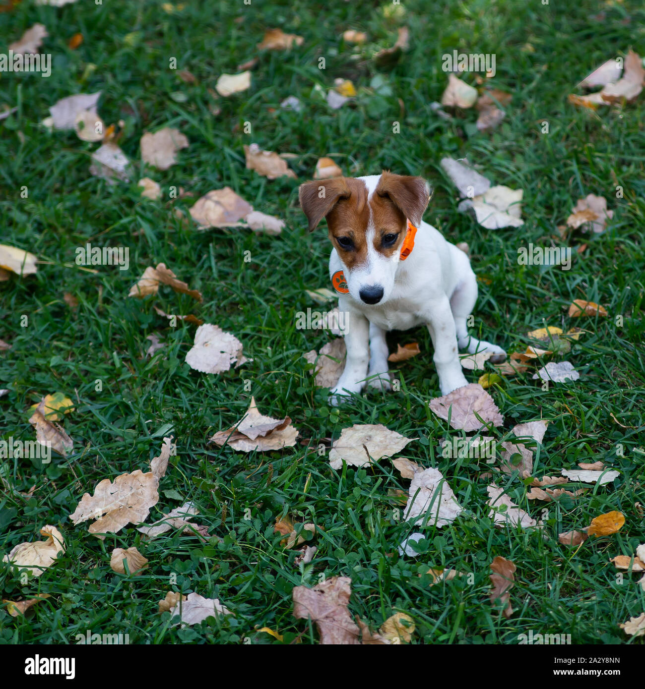 Junior Jack Stock Photos Junior Jack Stock Images Alamy