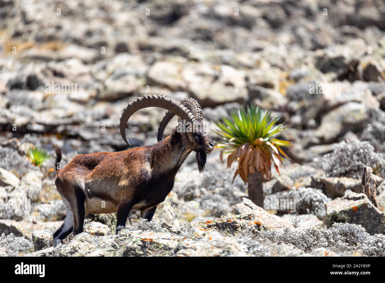 rare endemic Walia ibex, Capra walia, Only about 500 individuals survived in Simien Mountains in Northern Ethiopia, Africa Stock Photo