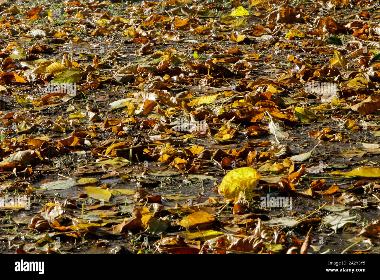 Autumn background with golden maple leaf, selective focus Stock Photo ...