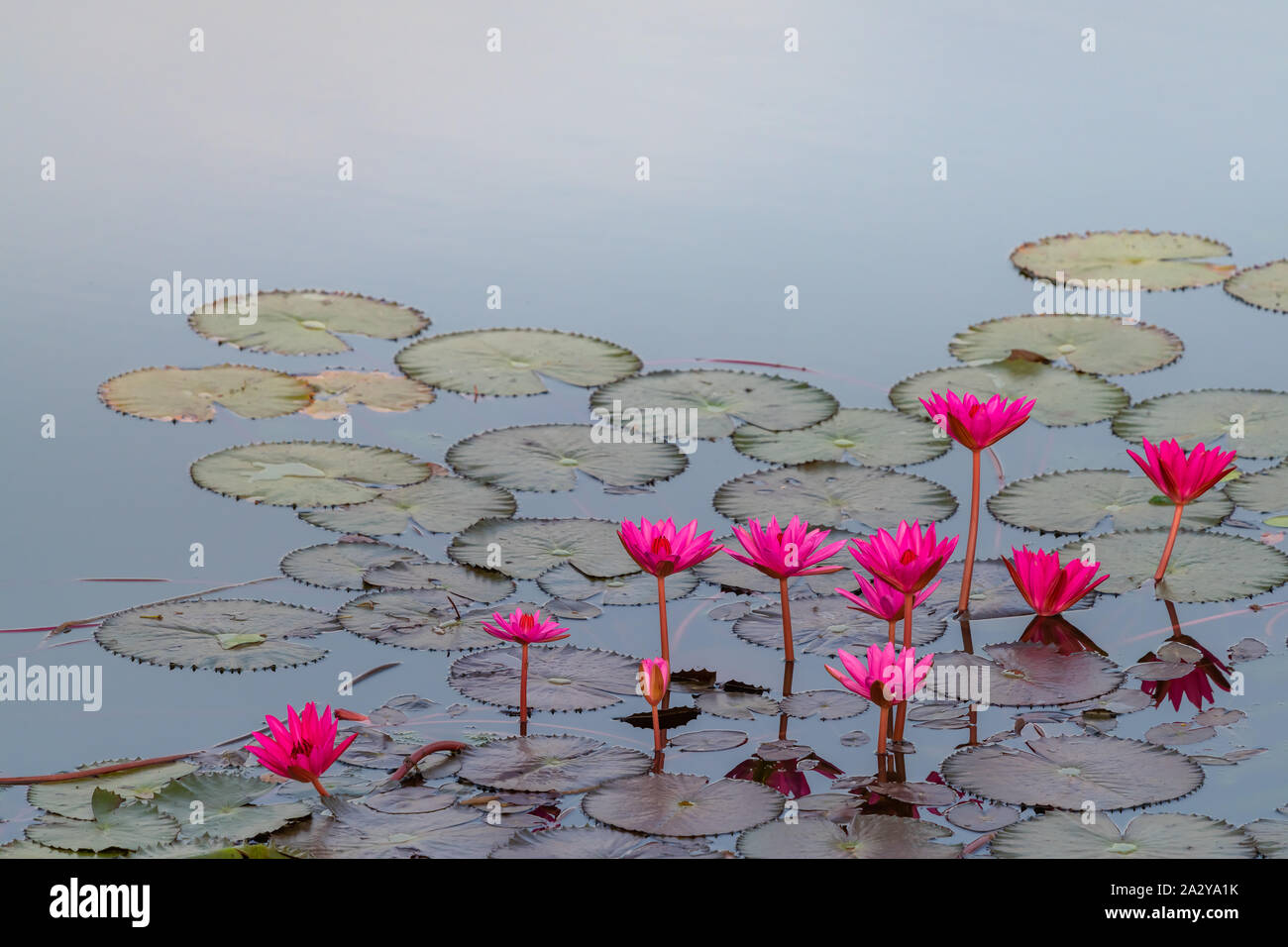 Bright pink lotus blooming in a pond Stock Photo