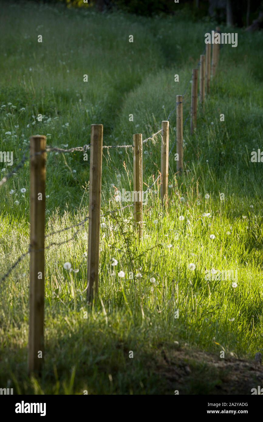 Poles with barbed wire fence in green pasture land Stock Photo Alamy