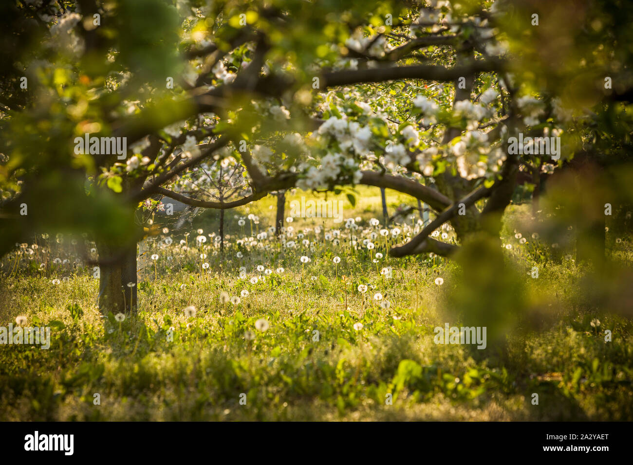Orchard with apple trees in bloom at springtime. Kivik,  Skane, Sweden. Scandinavia. Stock Photo