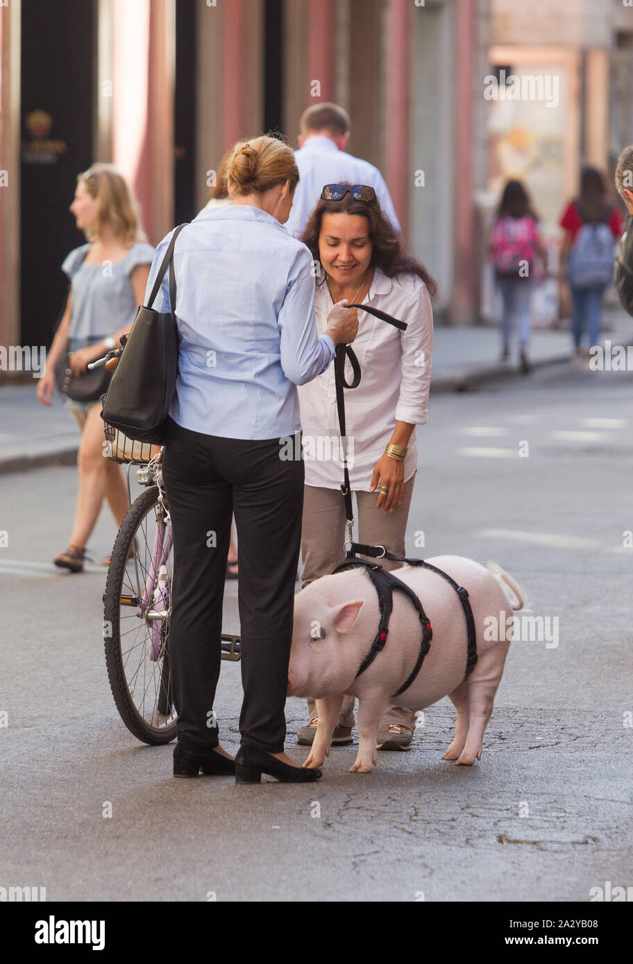 Pig on leash hires stock photography and images Alamy