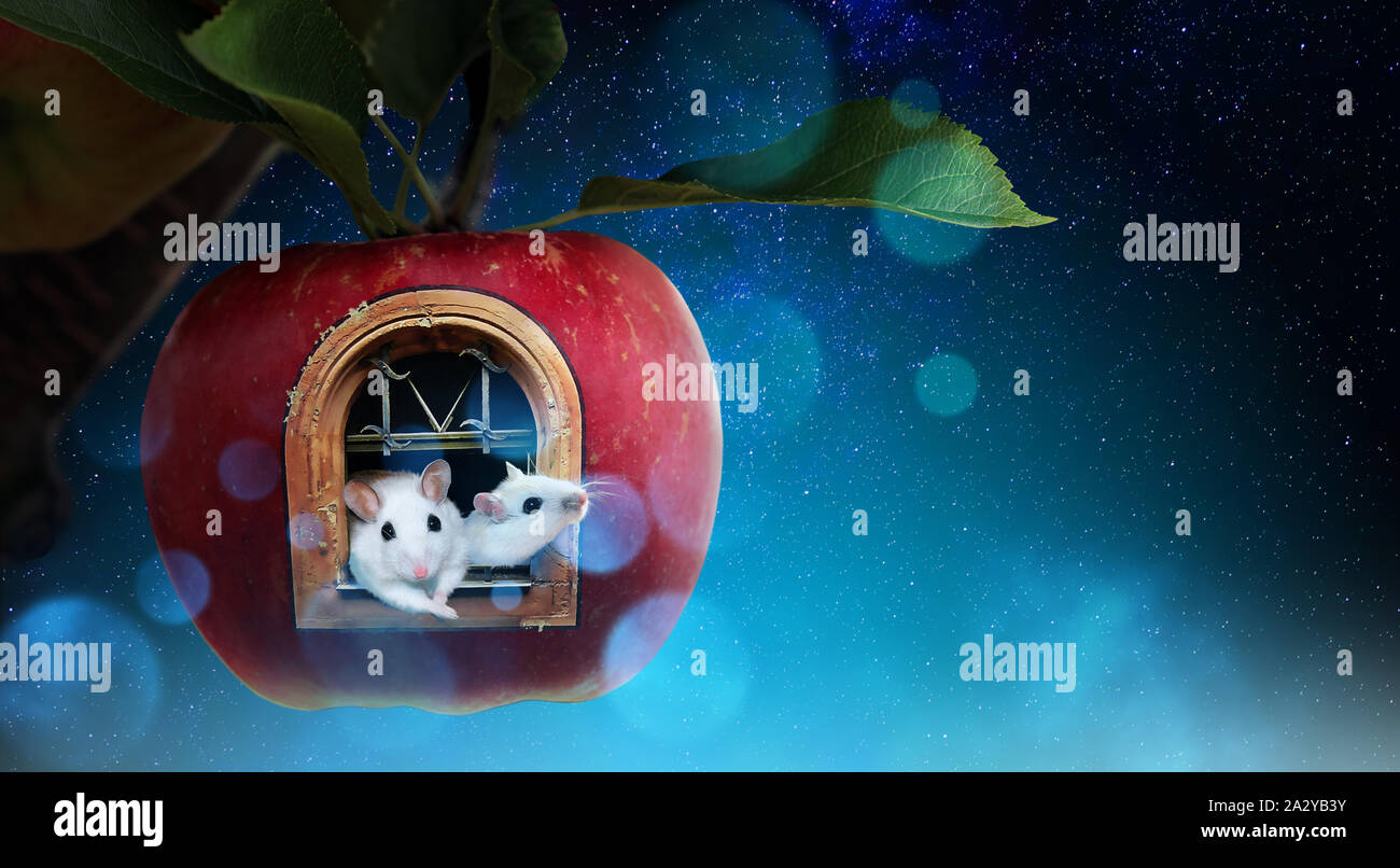 Two white rats inside an apple tree house. Starry night scene with blue lights. Stock Photo