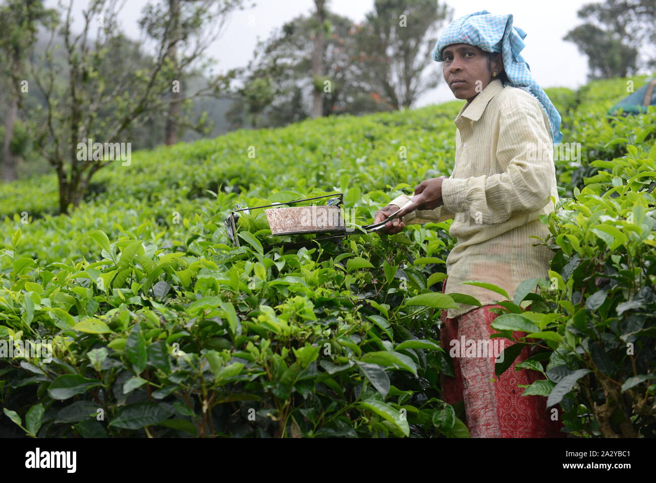 Tamil workers plucking Tea leaves at a tea plantation in Munnar, Kerela. Stock Photo