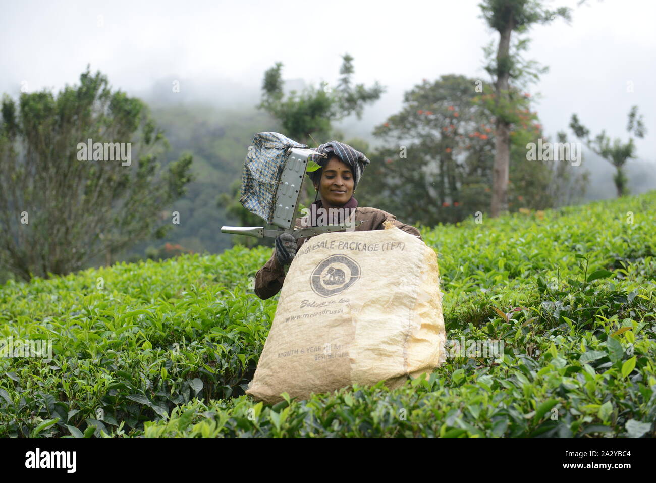 Tamil workers plucking Tea leaves at a tea plantation in Munnar, Kerela. Stock Photo