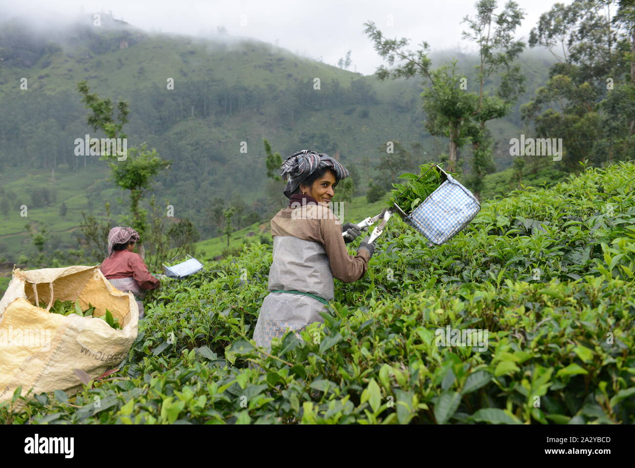 Tamil workers plucking Tea leaves at a tea plantation in Munnar, Kerela. Stock Photo