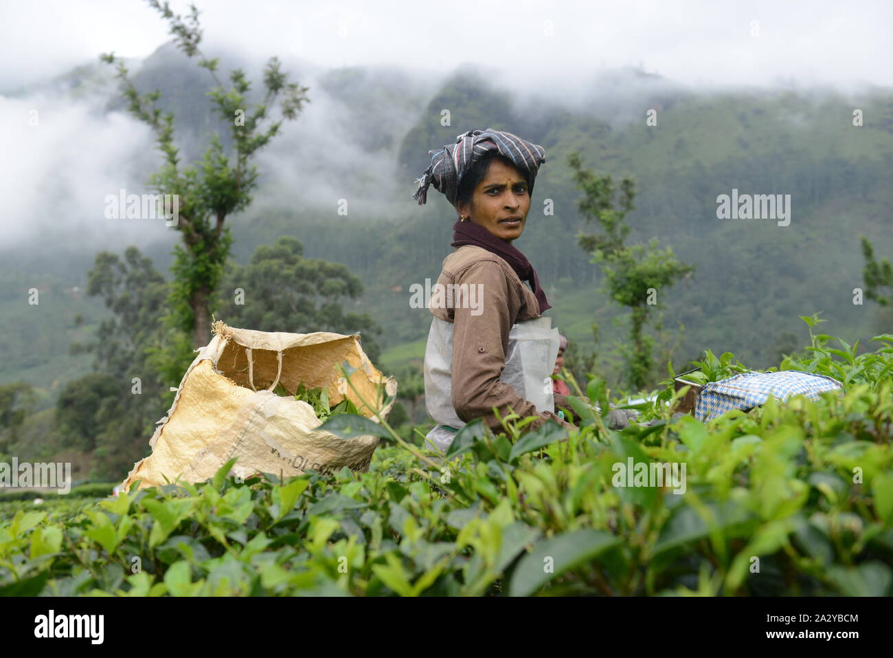 Tamil workers plucking Tea leaves at a tea plantation in Munnar, Kerela. Stock Photo