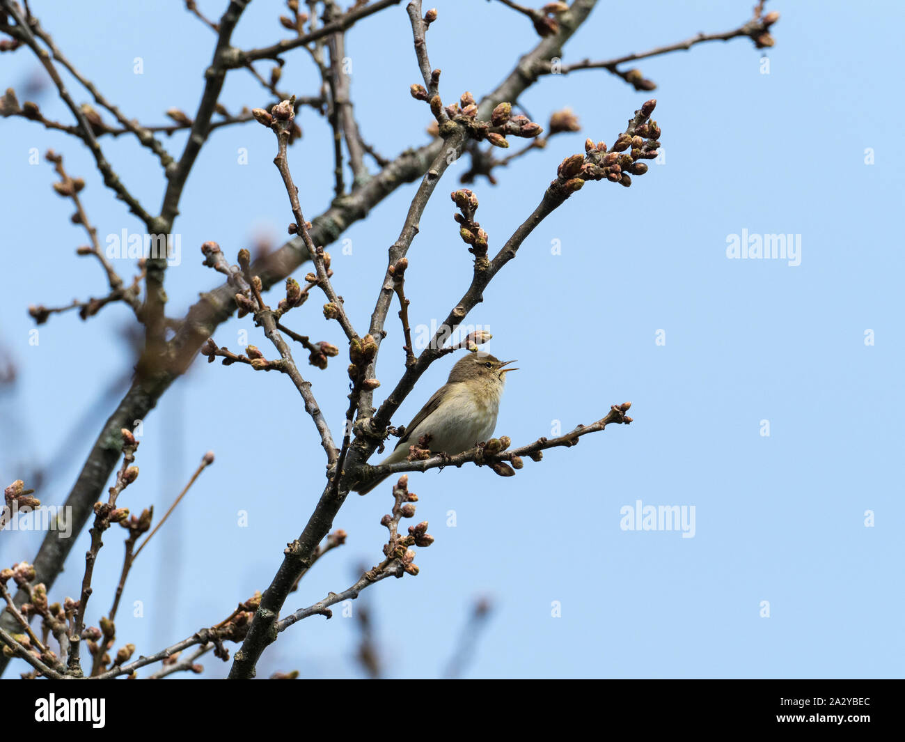 Chiffchaff Phylloscopus collybita singing perched in an English oak Quercus robur, Ham Wall RSPB Reserve, part of the Avalon Marshes, Somerset Levels Stock Photo