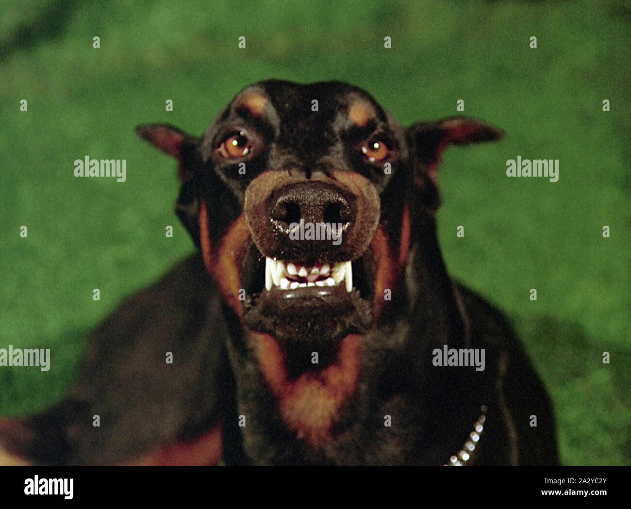 Blog De Race Chien Les Races De Chiens Skyrockcom
