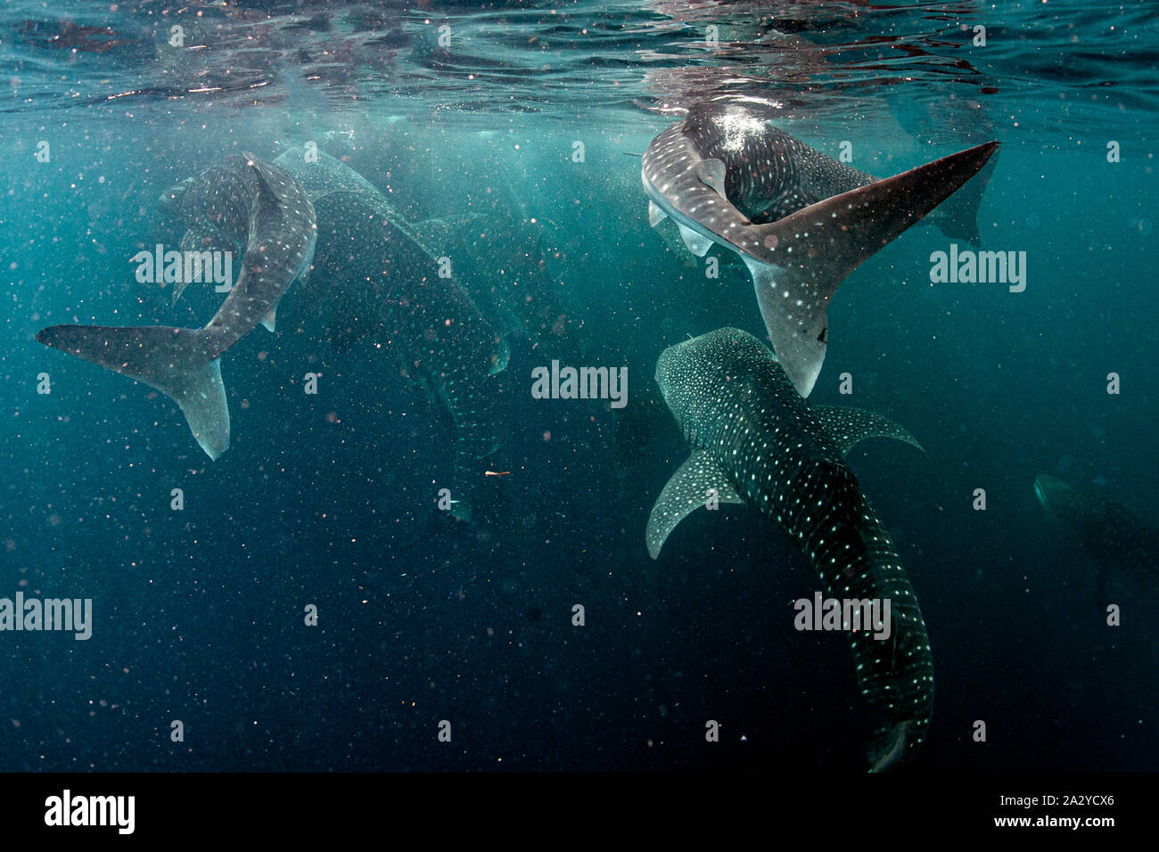 Whale Sharks Underwater coming to you in west papua indonesia close up