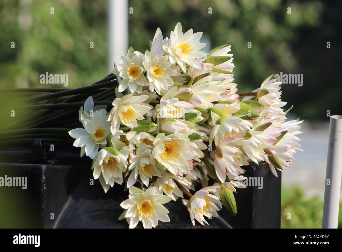 Bangladeshi flower water lily Stock Photo