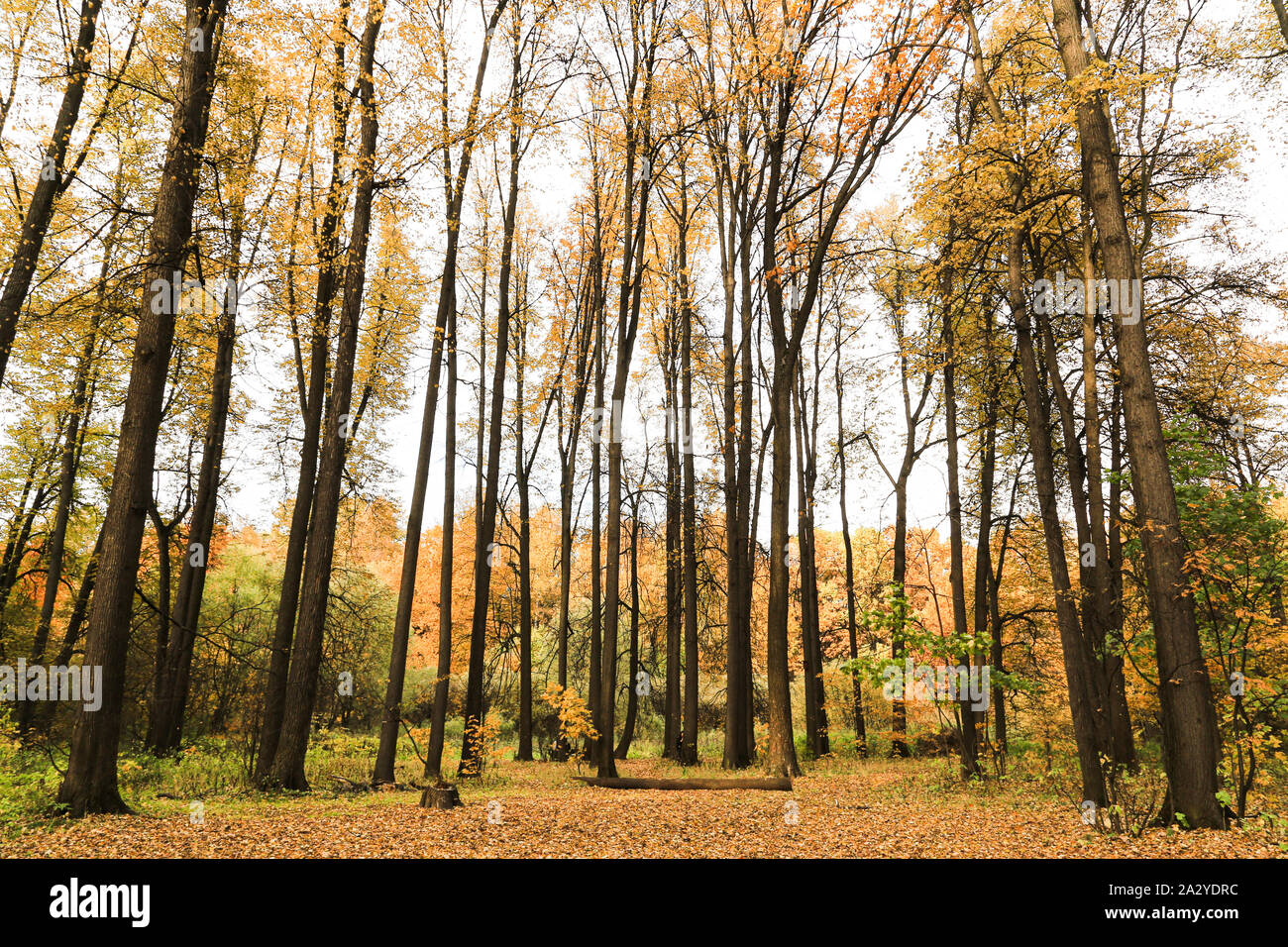 Autumn in Moscow, Russia. Coloured trees in the wood, trees are red, yellow, oranges and leaves cover all the ground. Stock Photo