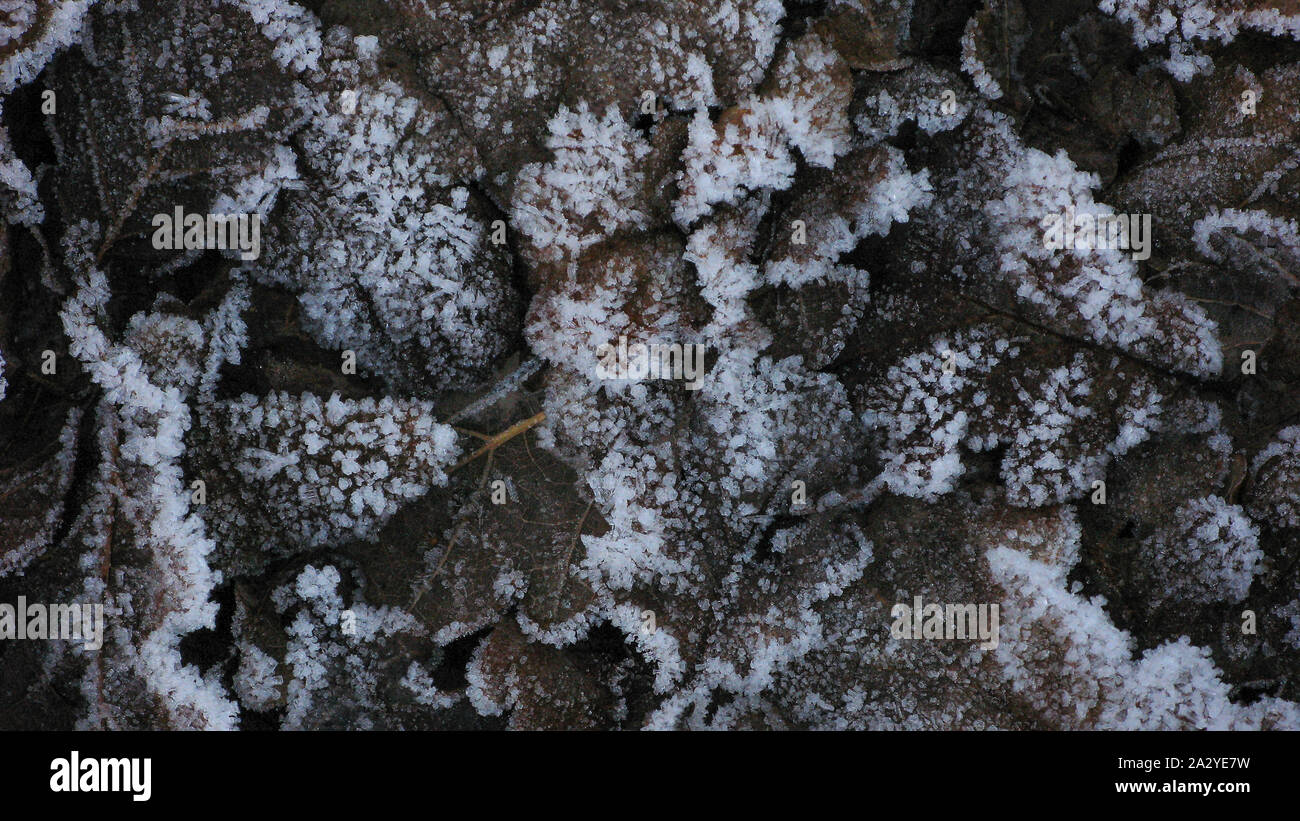 Frosty oak leaves. Stock Photo