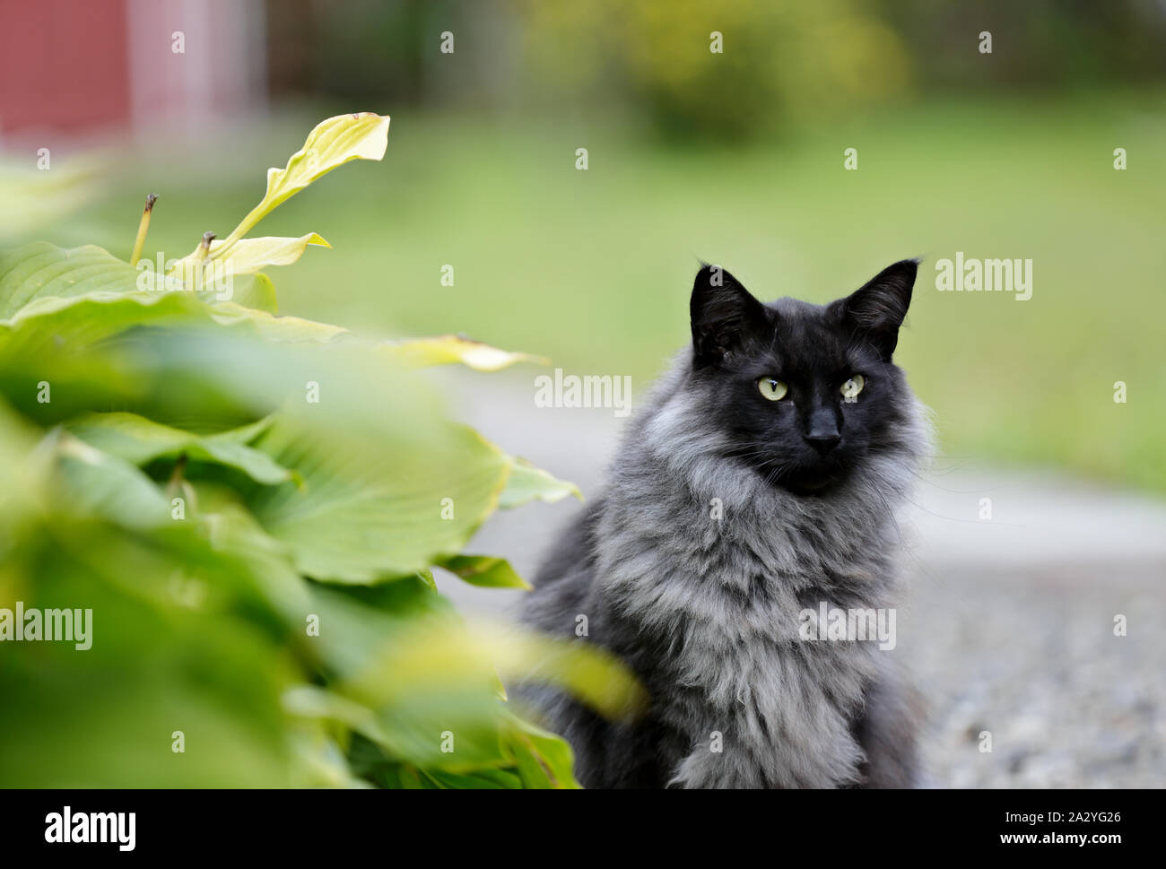 A norwegian forest cat male sitting in garden among green leaves in daylight Stock Photo
