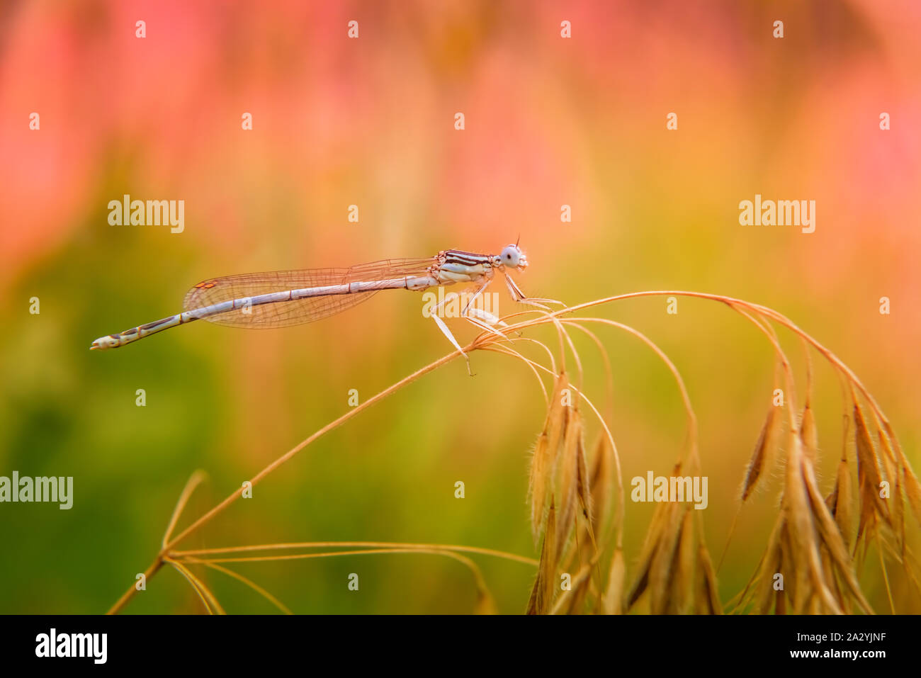 Close-up of beautiful small turquoise colored dragonfly resting on dry grass. Selective focus. Unfocused pink and green blooming meadow at background. Stock Photo